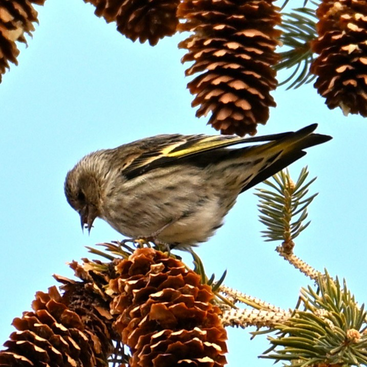 Jilguero de Los Pinos - ML652683012