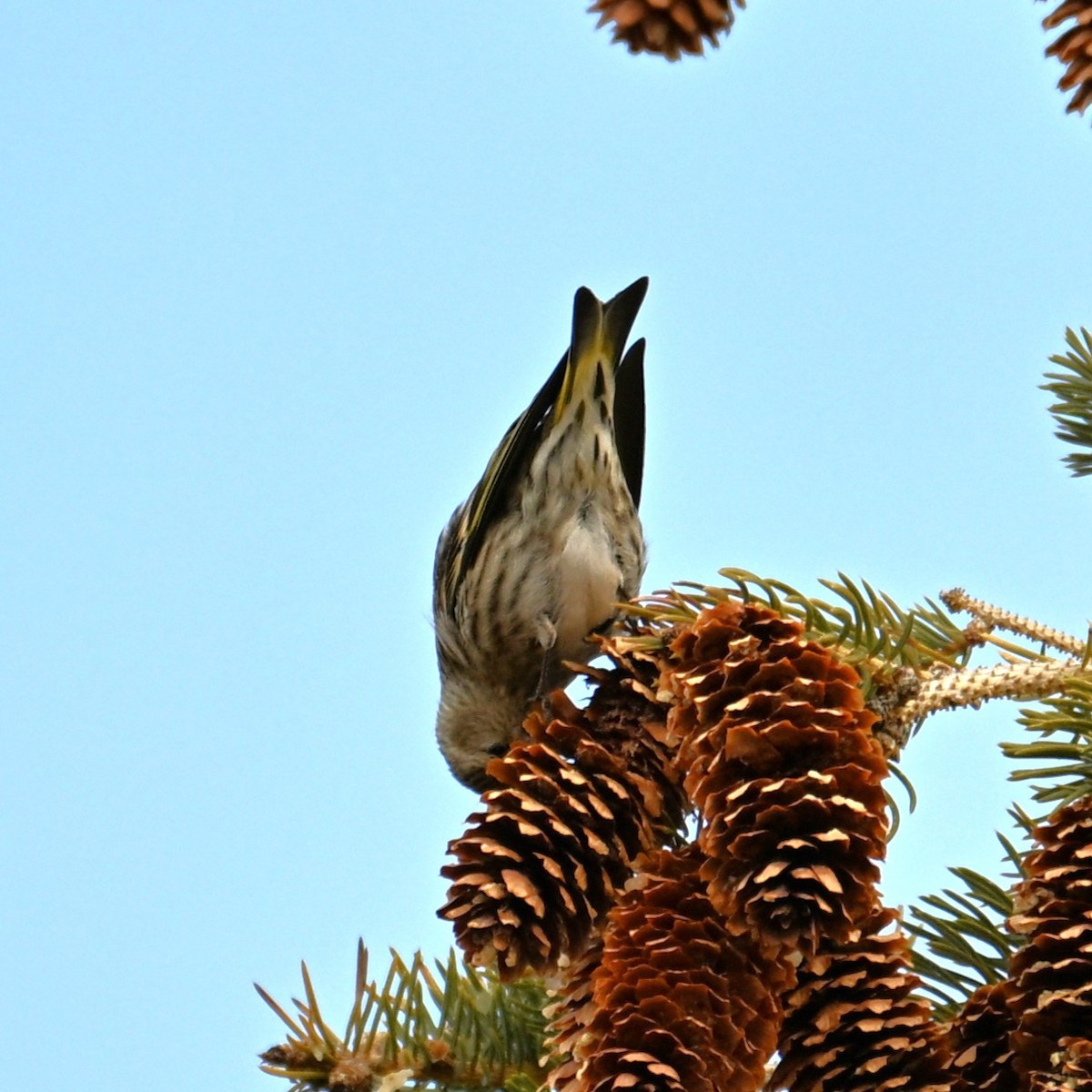 Jilguero de Los Pinos - ML652683014