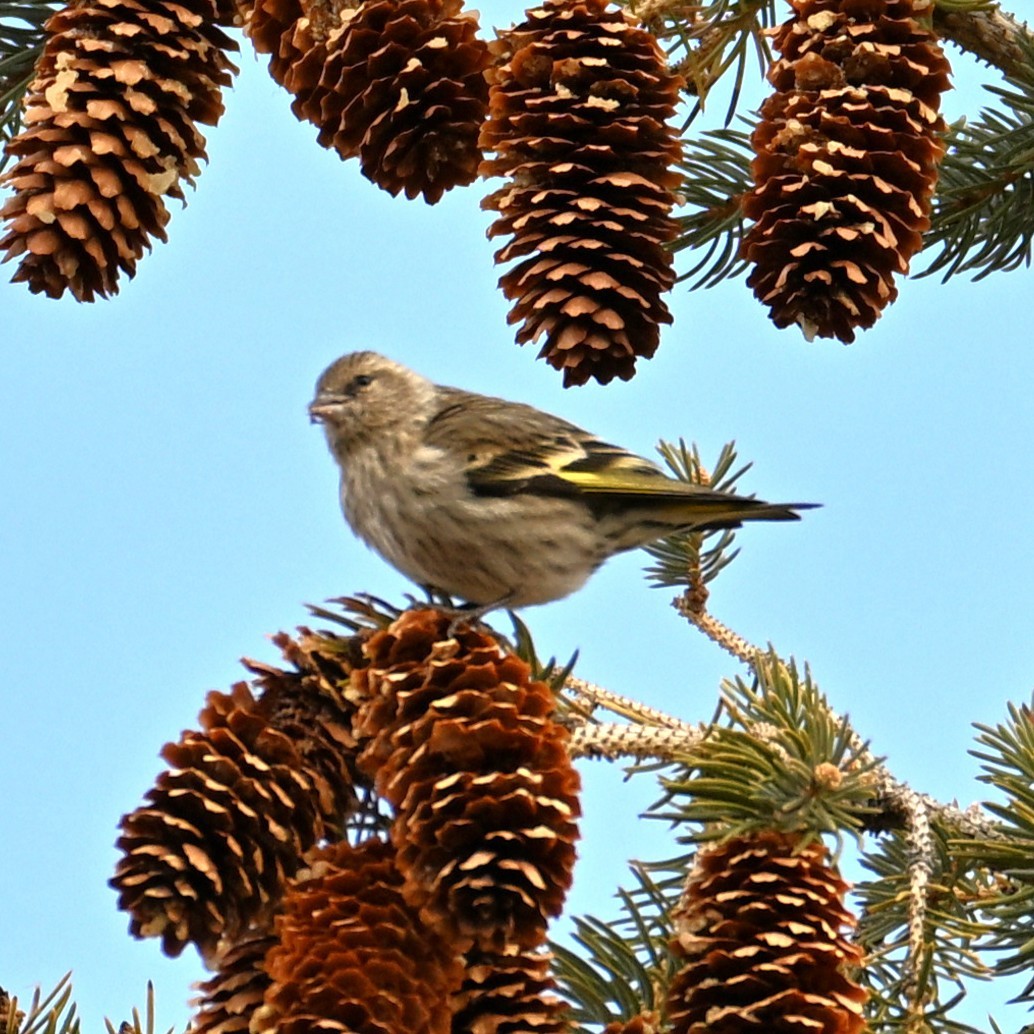 Jilguero de Los Pinos - ML652683015