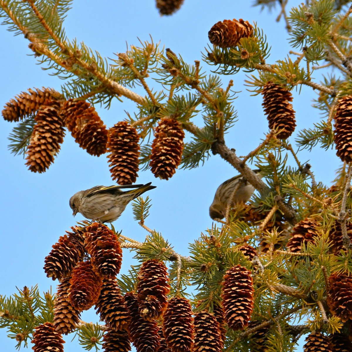 Jilguero de Los Pinos - ML652683016