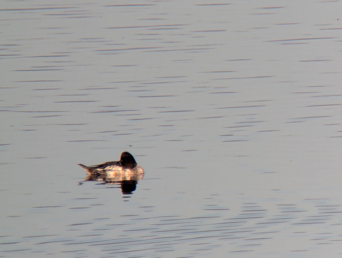 Гоголь зеленоголовий - ML652683091