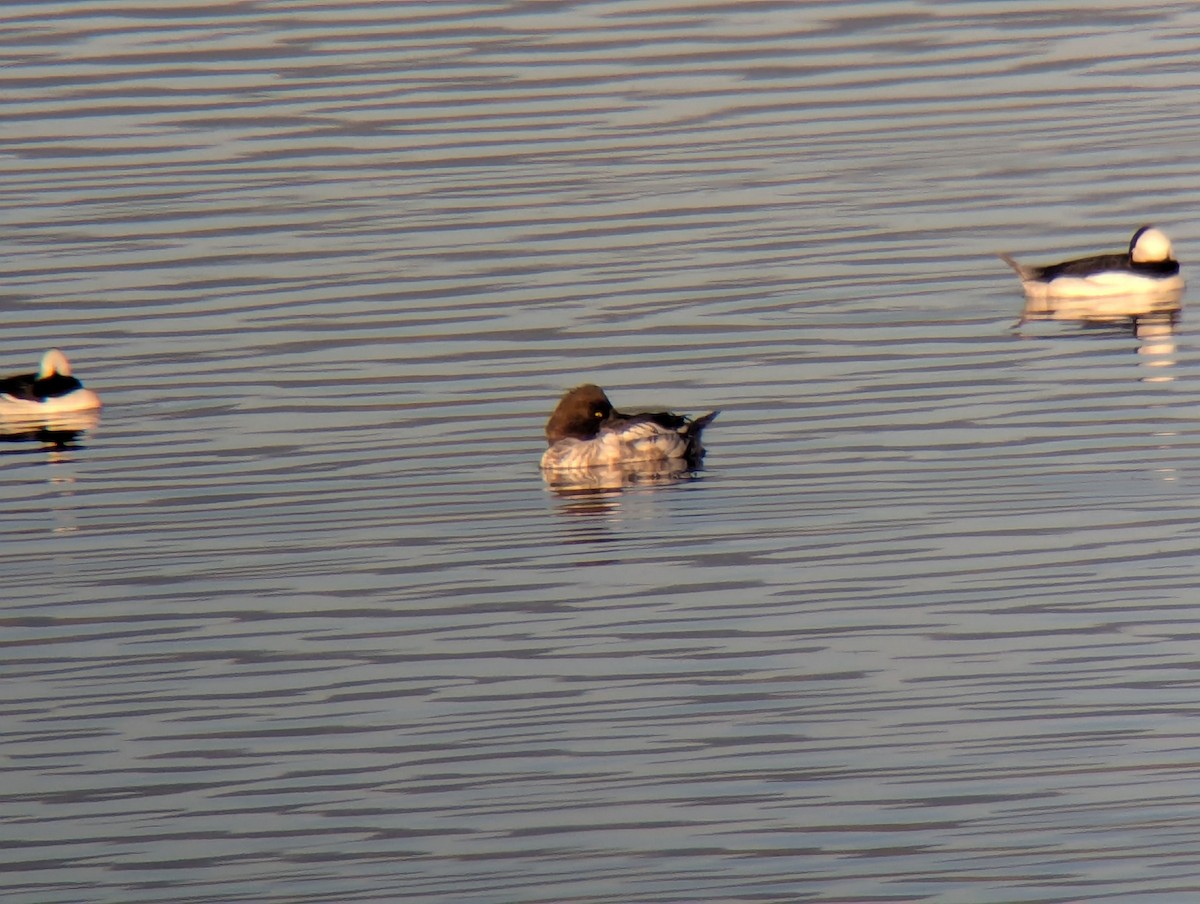 Гоголь зеленоголовий - ML652683092