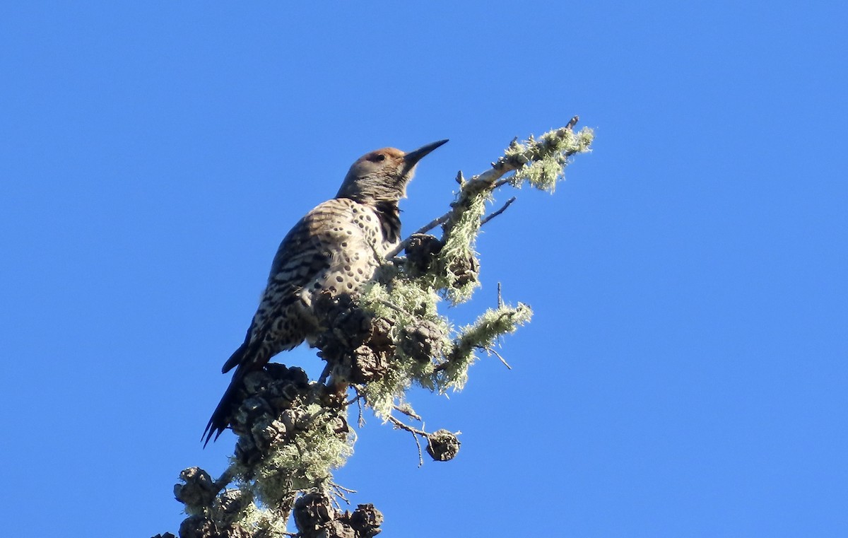 Northern Flicker - ML652683106