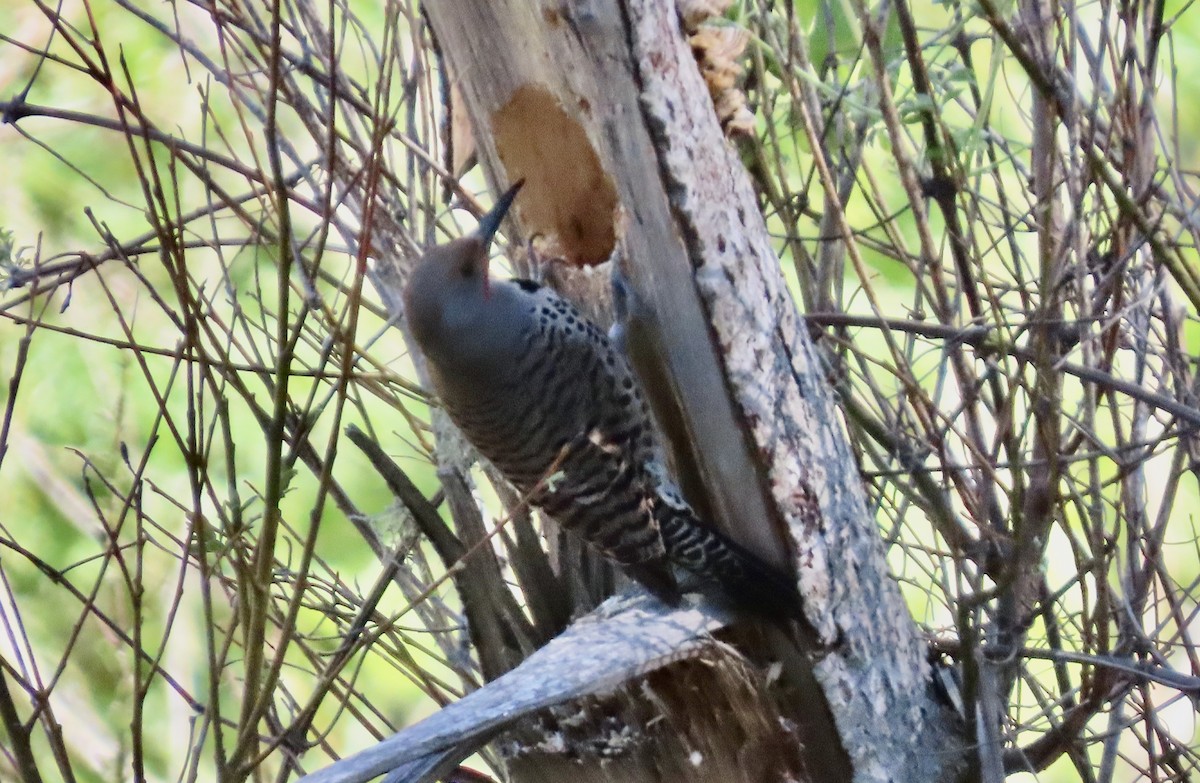 Northern Flicker - ML652683108