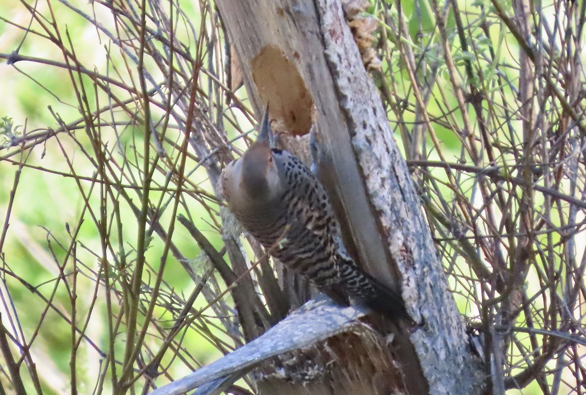 Northern Flicker - ML652683115