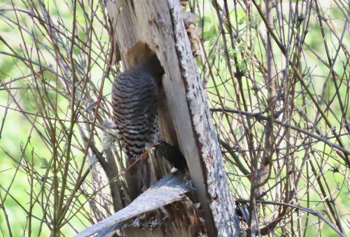 Northern Flicker - ML652683121