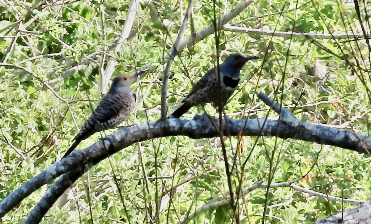 Northern Flicker - ML652683123
