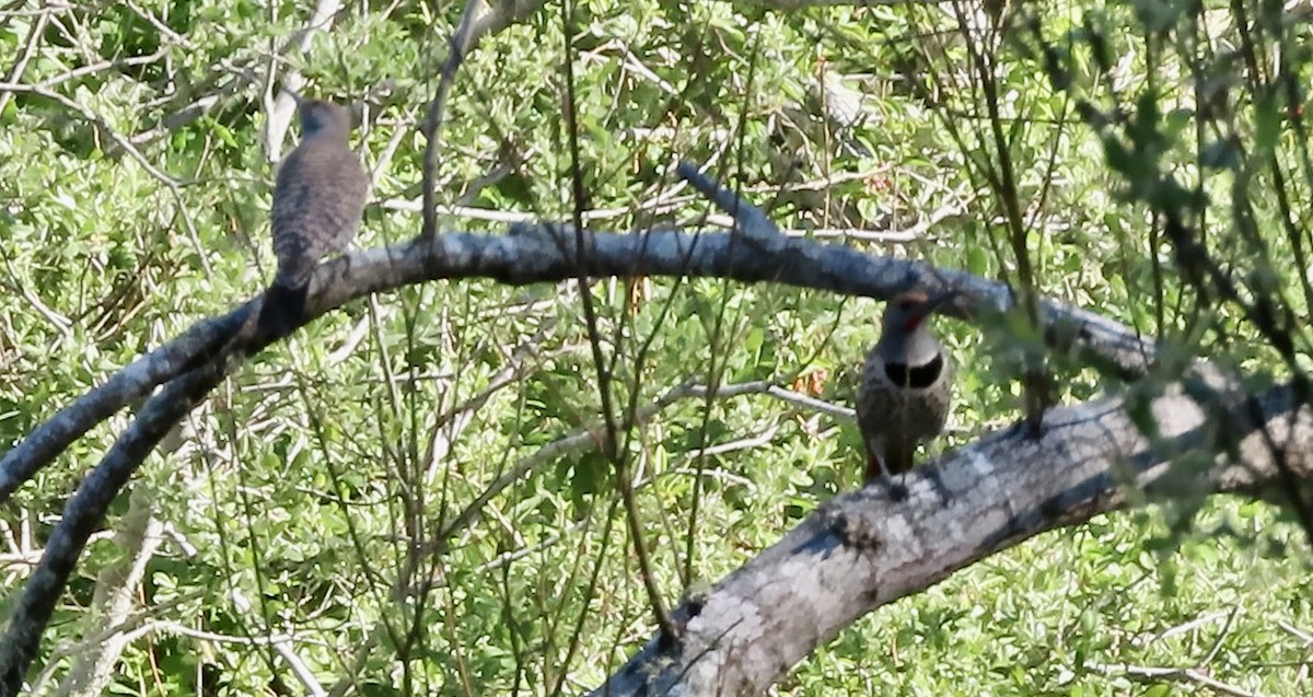 Northern Flicker - ML652683129