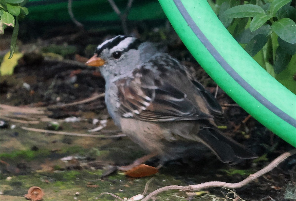 White-crowned Sparrow (Gambel's) - ML652683304