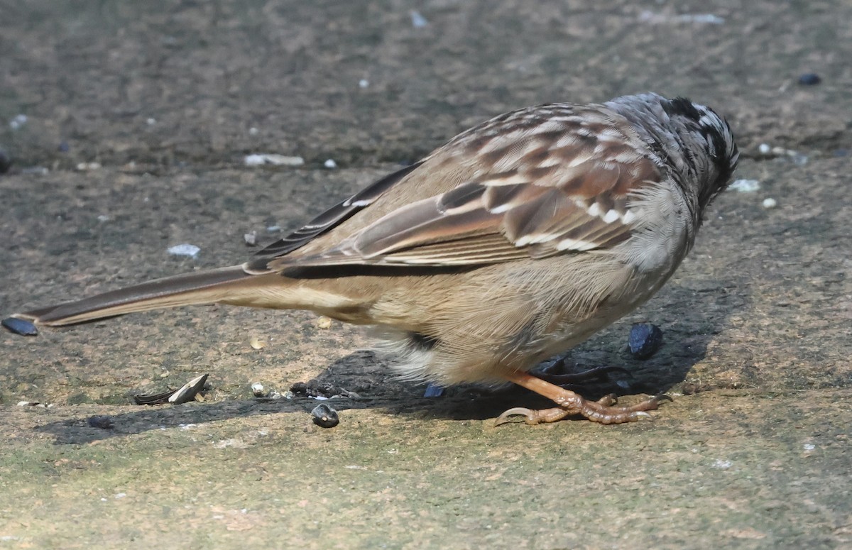 White-crowned Sparrow (Gambel's) - ML652683308