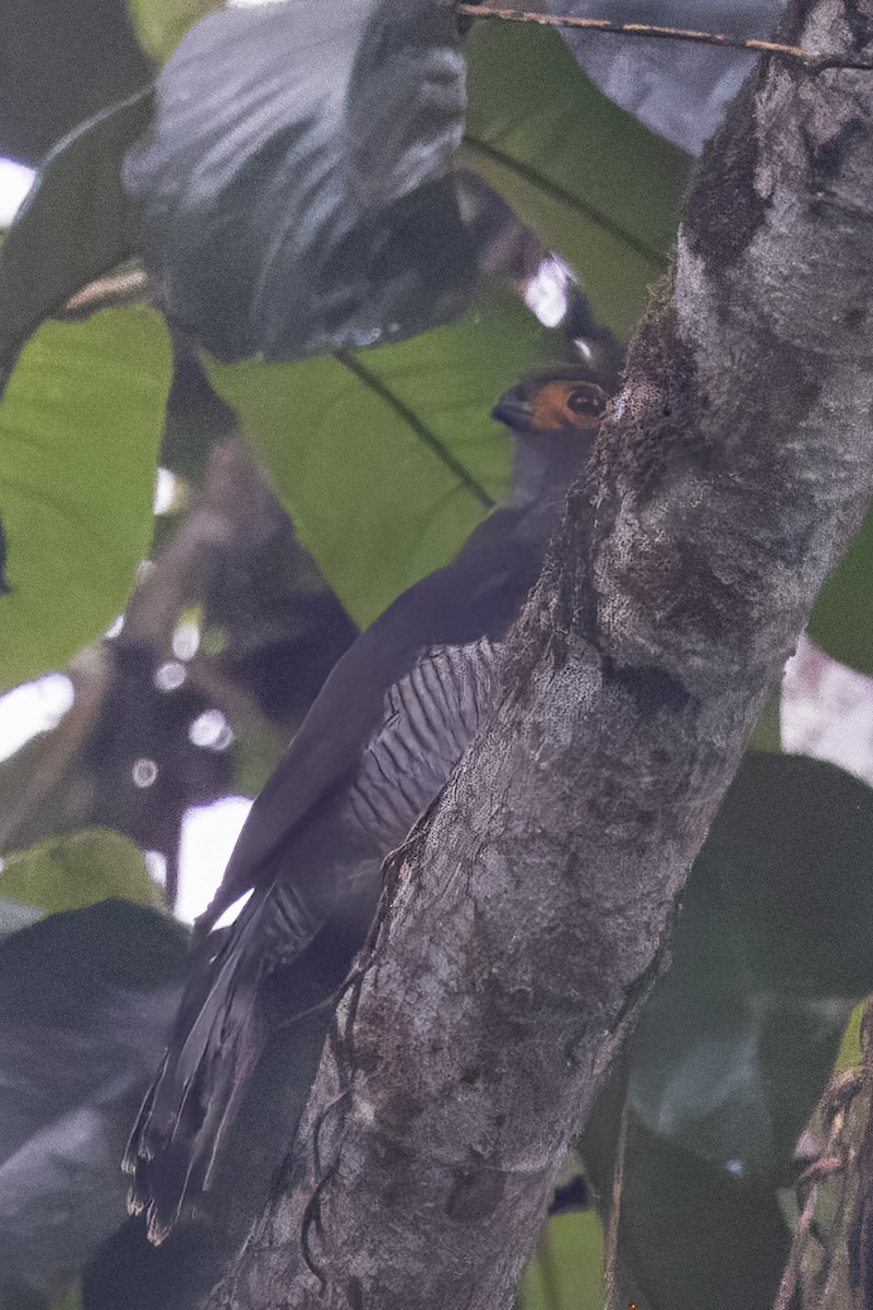 Barred Forest-Falcon - ML652683339