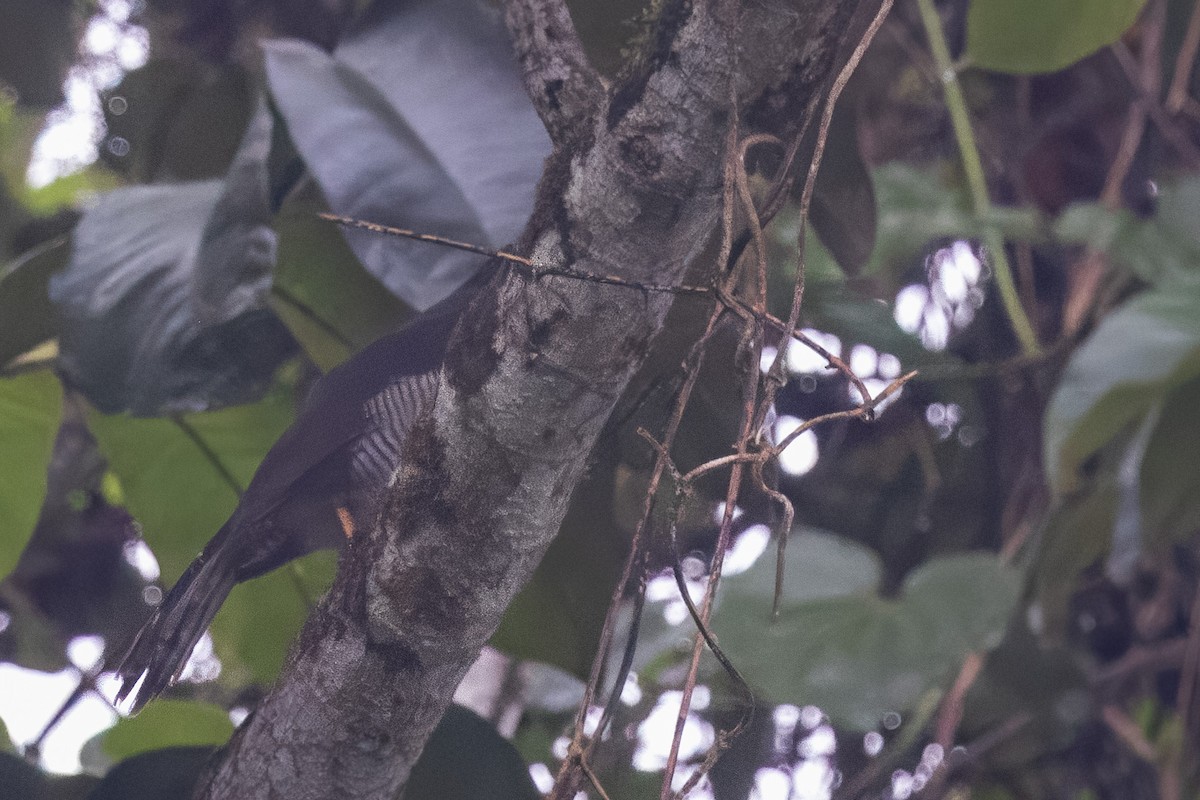 Barred Forest-Falcon - ML652683340