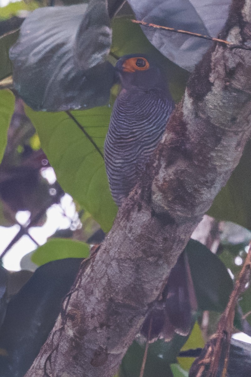 Barred Forest-Falcon - ML652683349