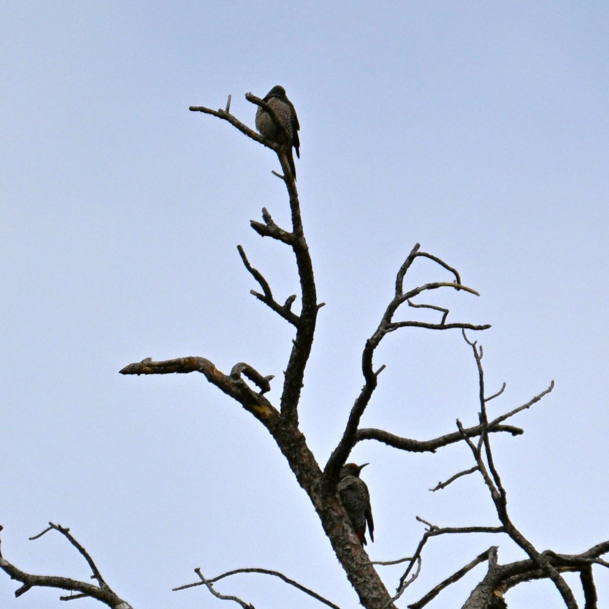 Northern Flicker - ML652683398