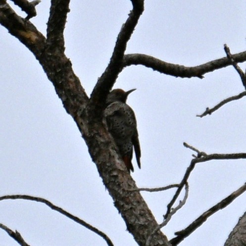 Northern Flicker - ML652683399