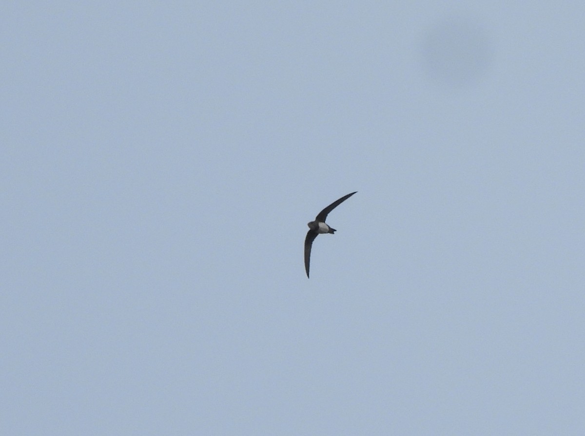 シロハラアマツバメ - ML652683584