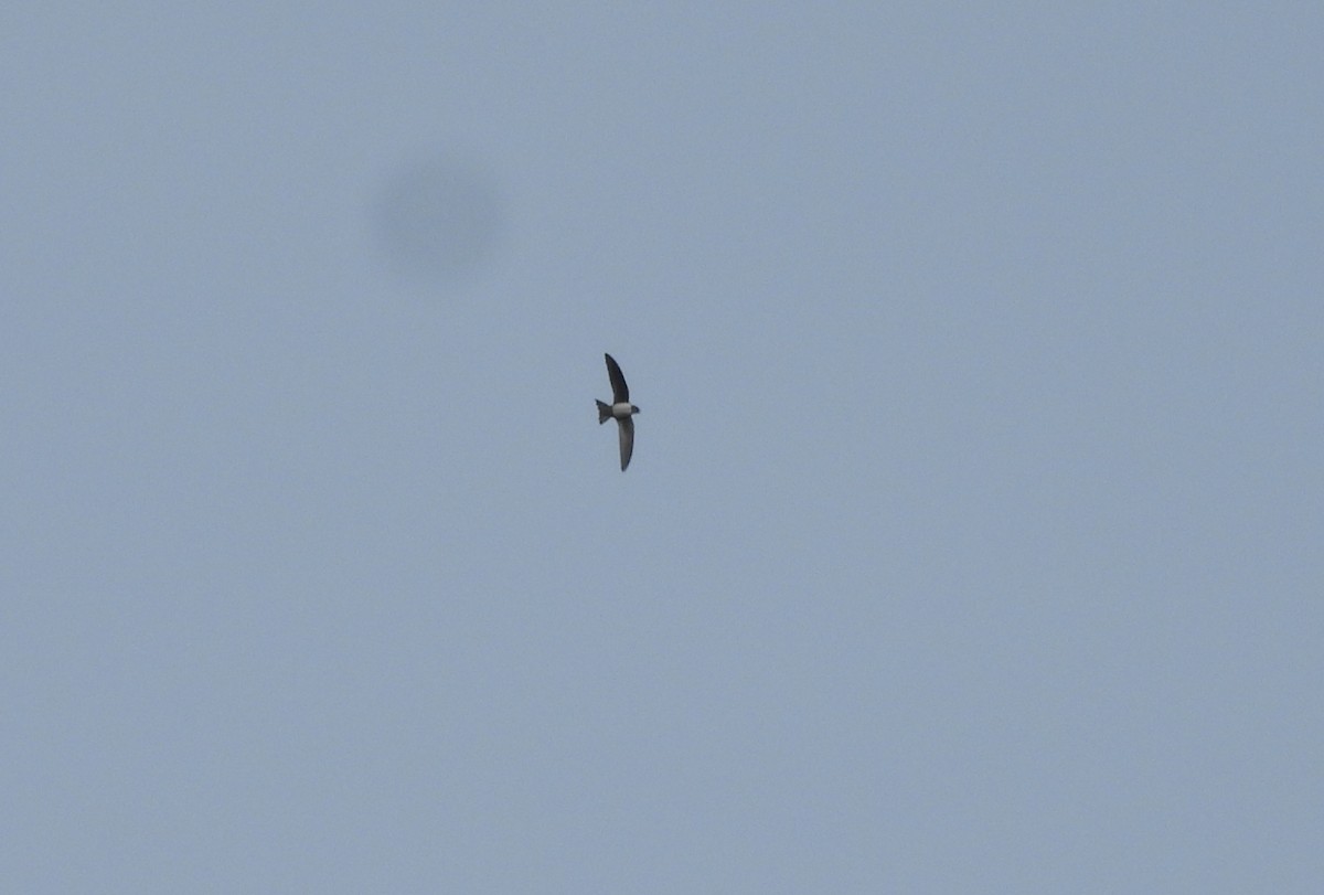 シロハラアマツバメ - ML652683586