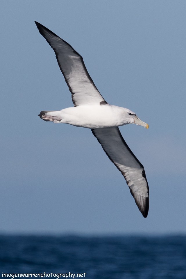 Tasmanalbatros - ML65268361