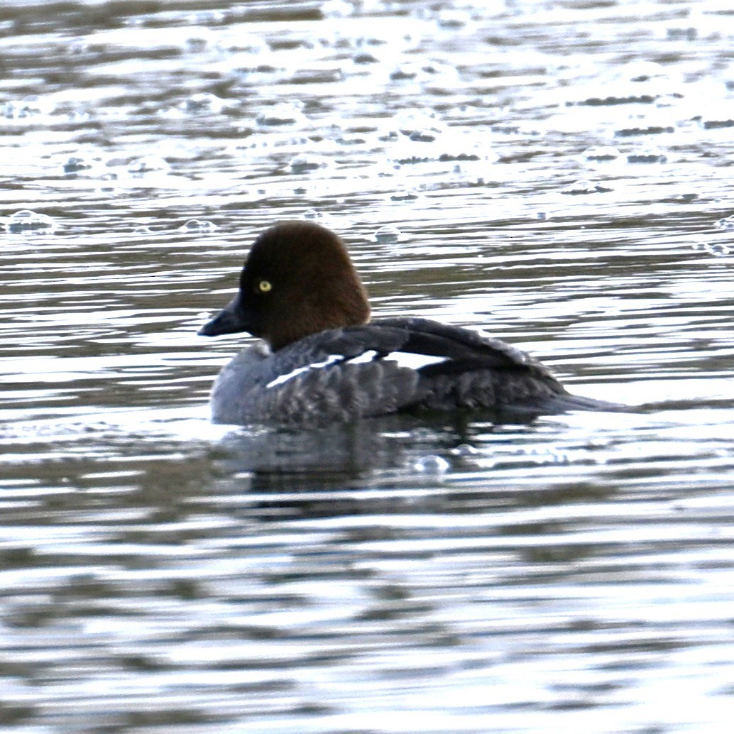 Common Goldeneye - ML652683674