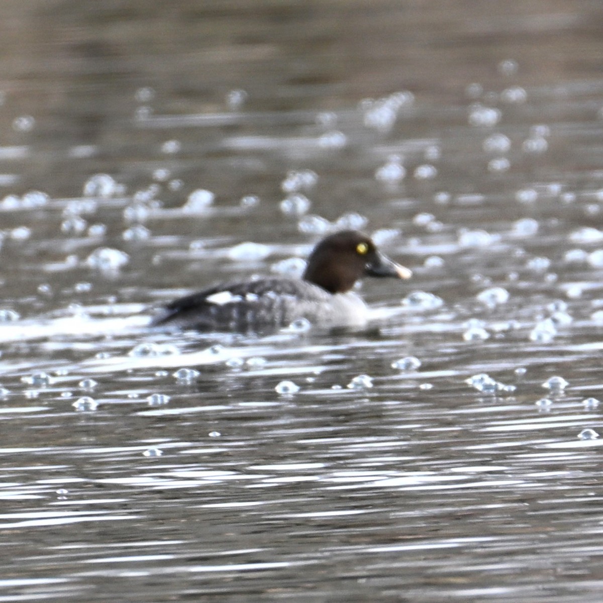 Common Goldeneye - ML652683675