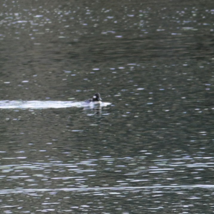 Bufflehead - ML652683696