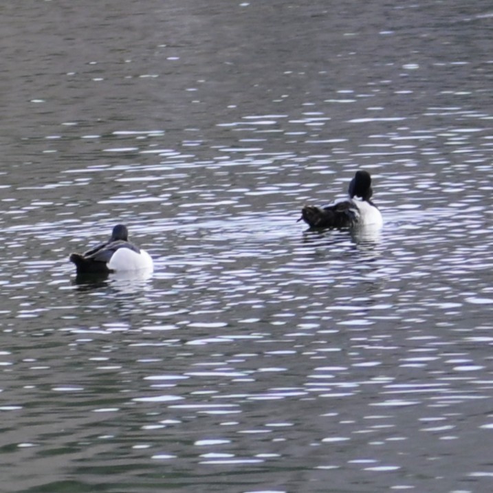 Ring-necked Duck - ML652683704