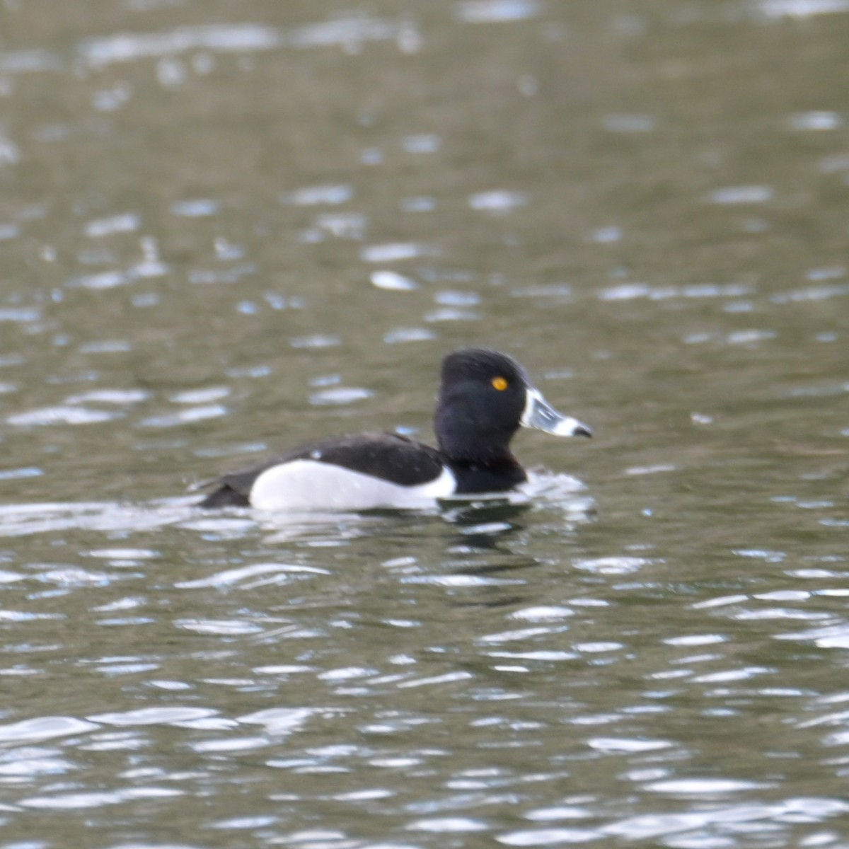 Ring-necked Duck - ML652683706