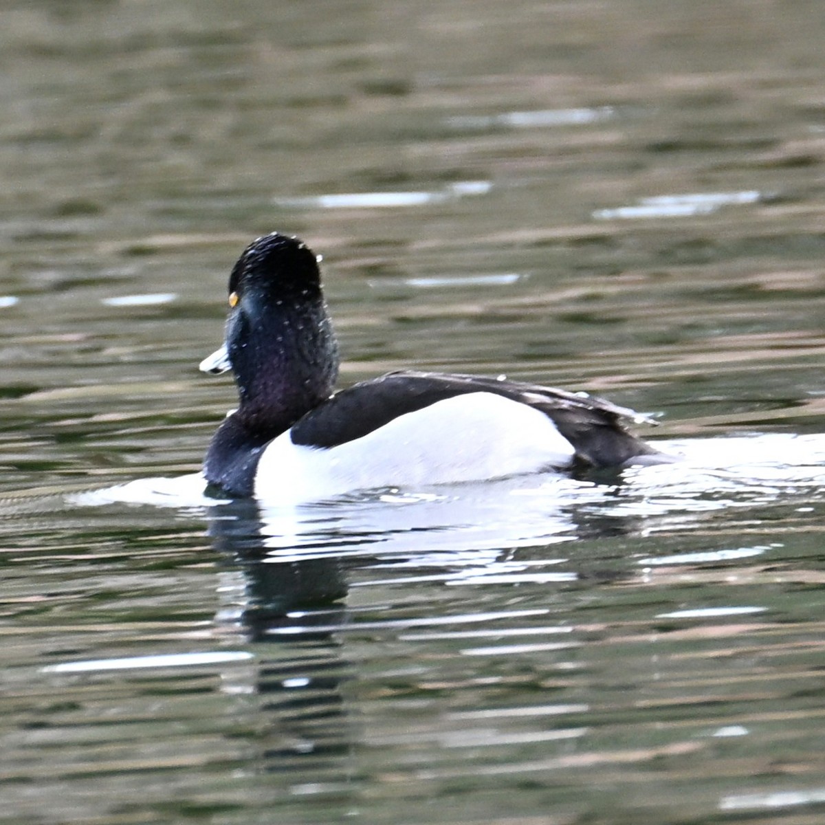 Ring-necked Duck - ML652683707