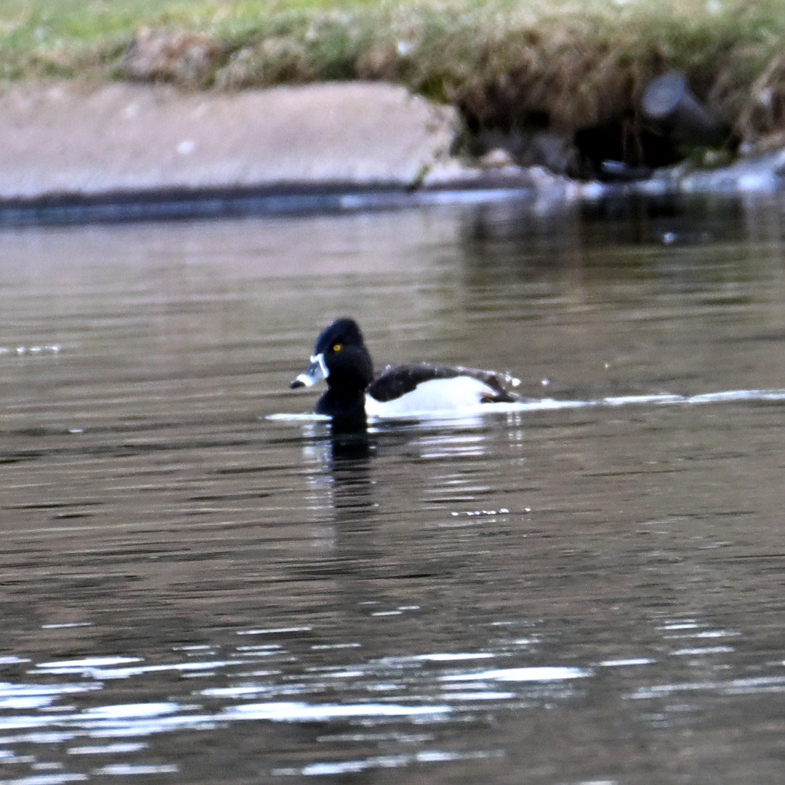 Ring-necked Duck - ML652683708
