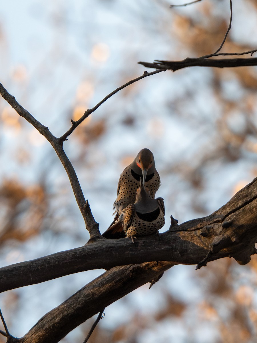 Northern Flicker - ML652683720