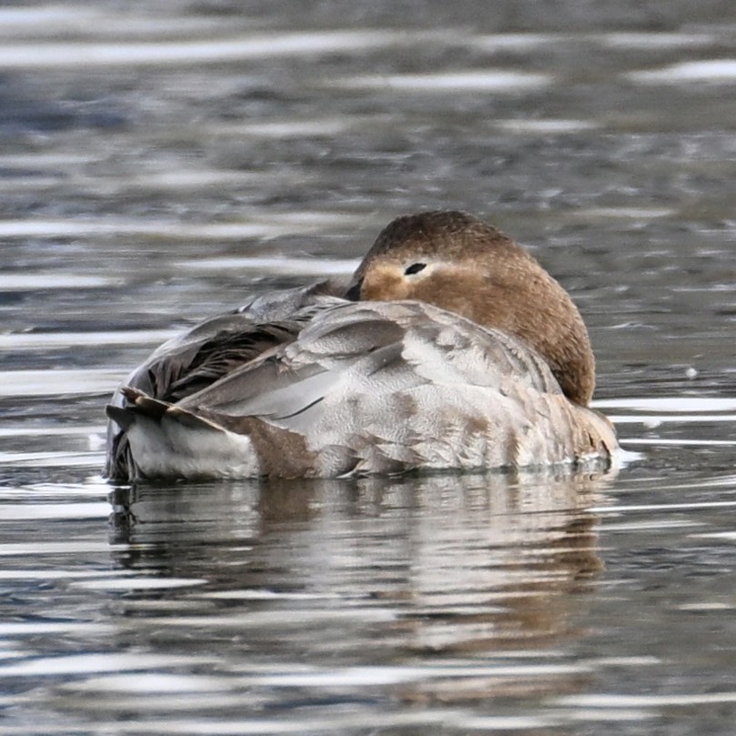 Canvasback - ML652683731