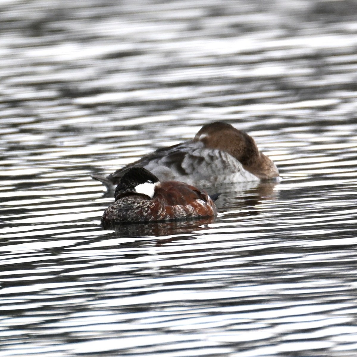 Canvasback - ML652683732