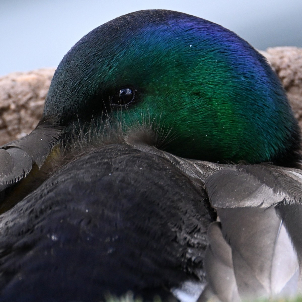 Mallard - ML652683745