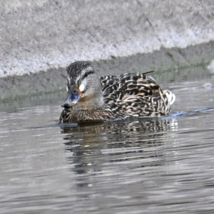 Mallard - ML652683746