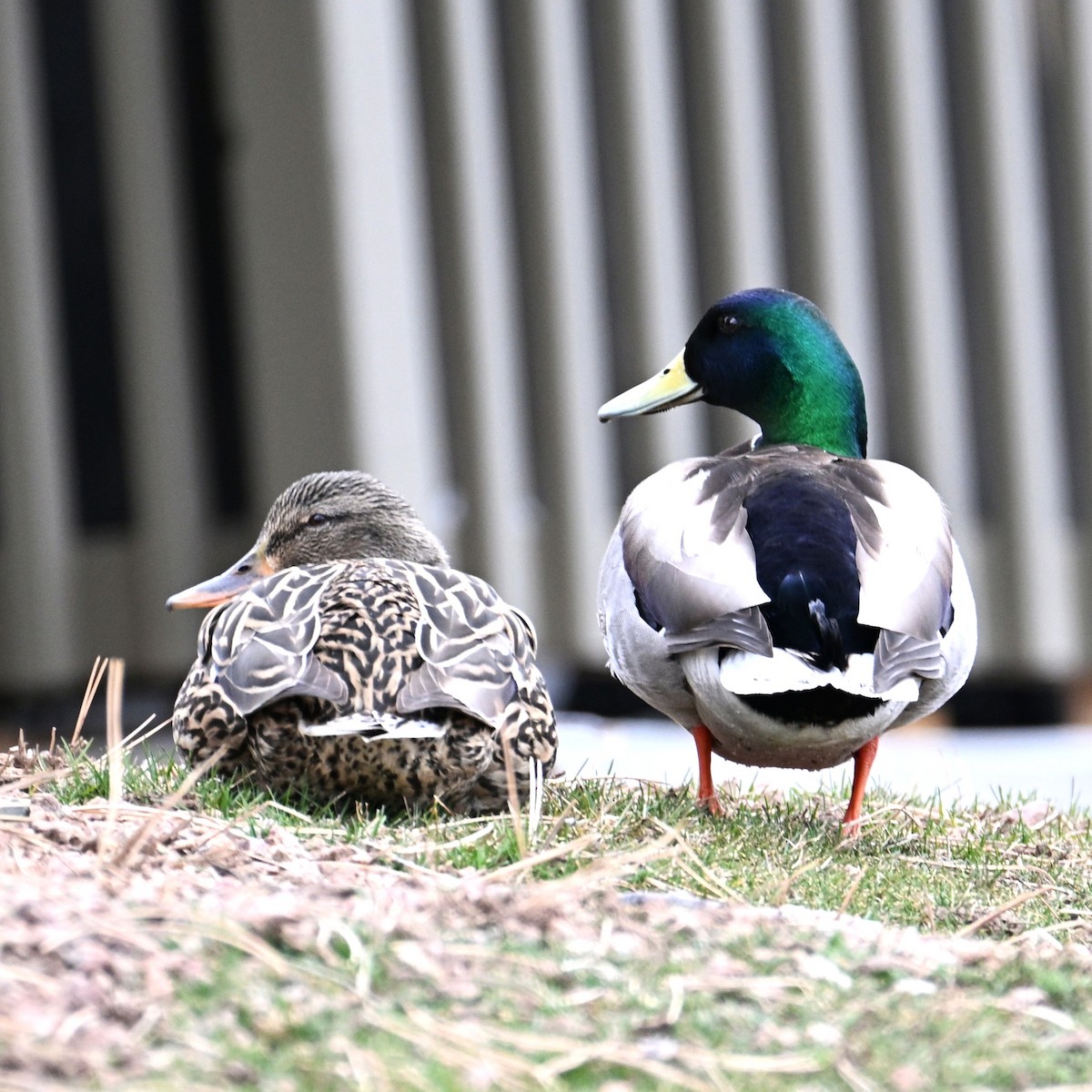 Mallard - ML652683747