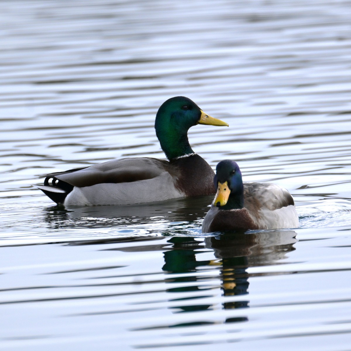 Mallard - ML652683749