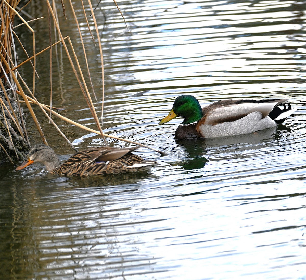 Mallard - ML652683750