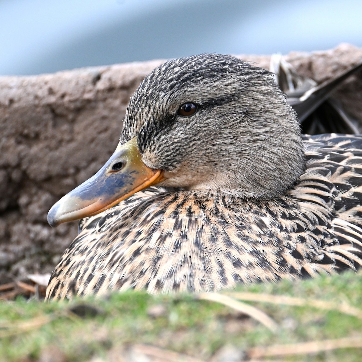 Mallard - ML652683751