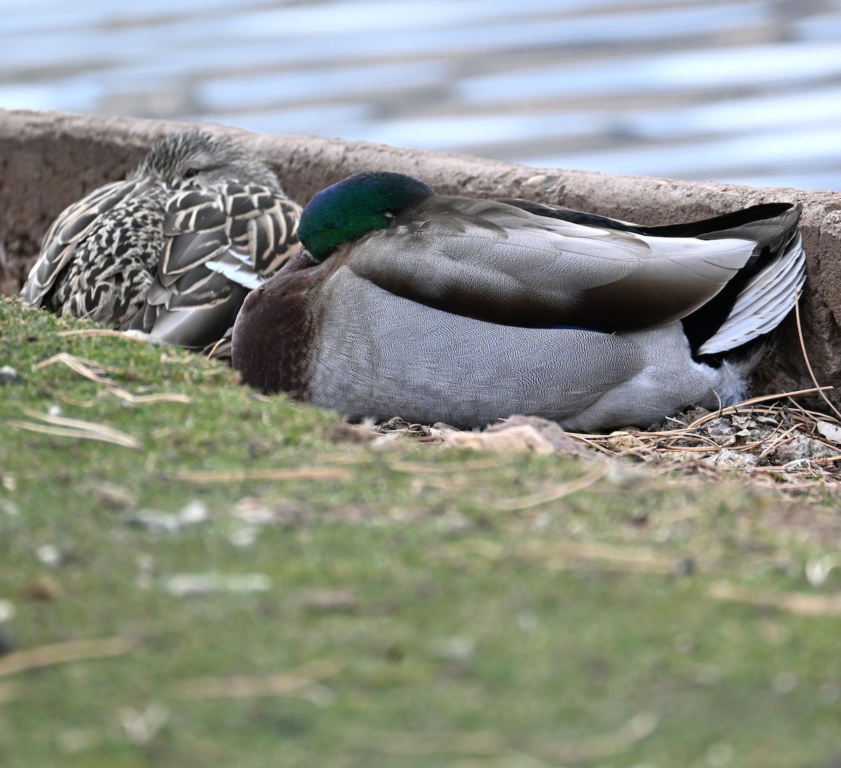 Mallard - ML652683752