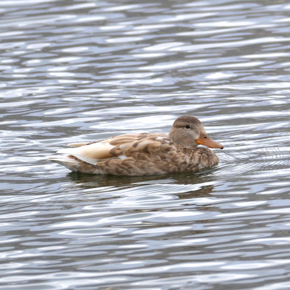 Mallard - ML652683784