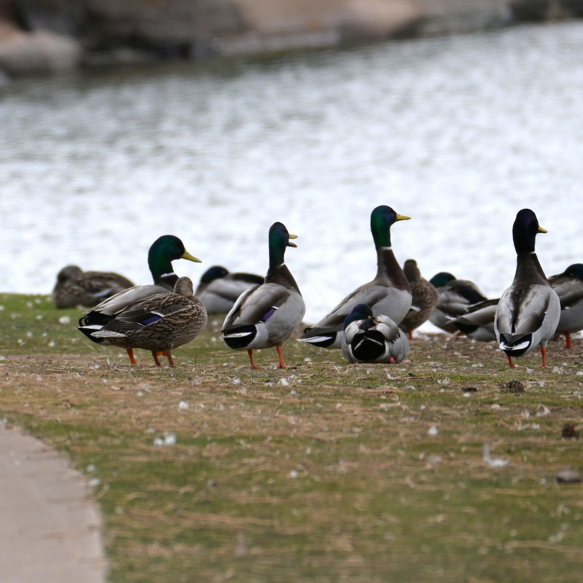 Mallard - ML652683786