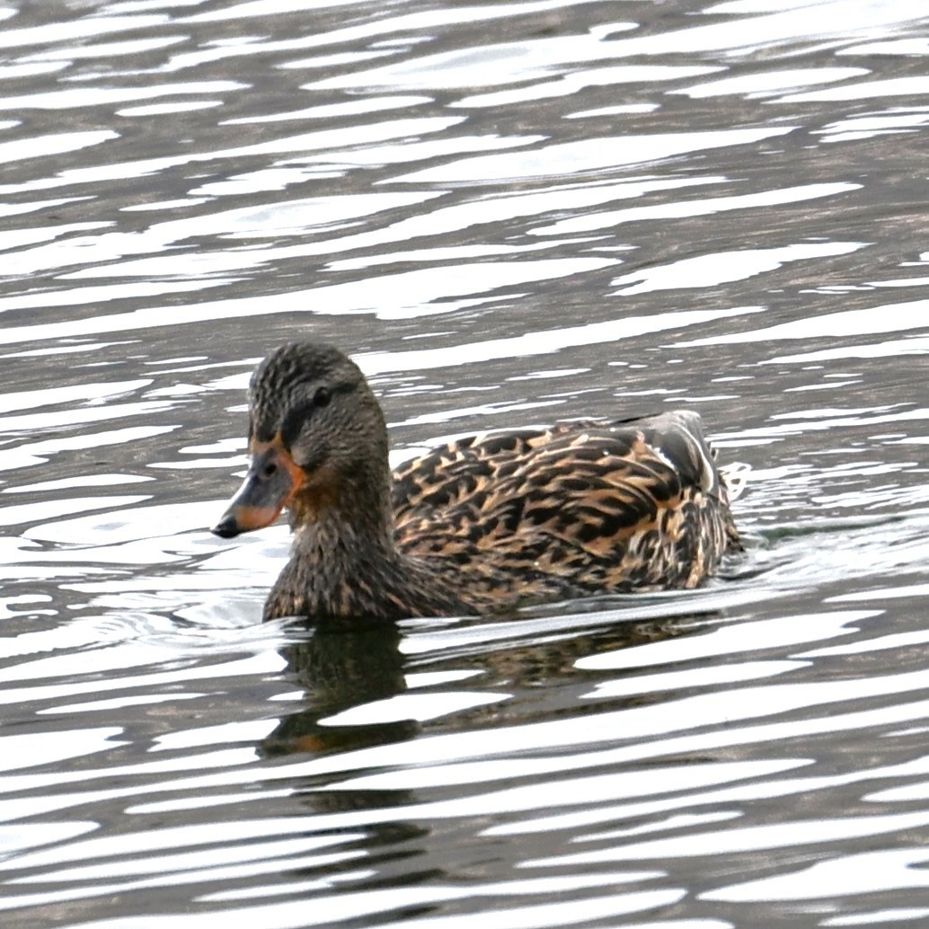 Mallard - ML652683789