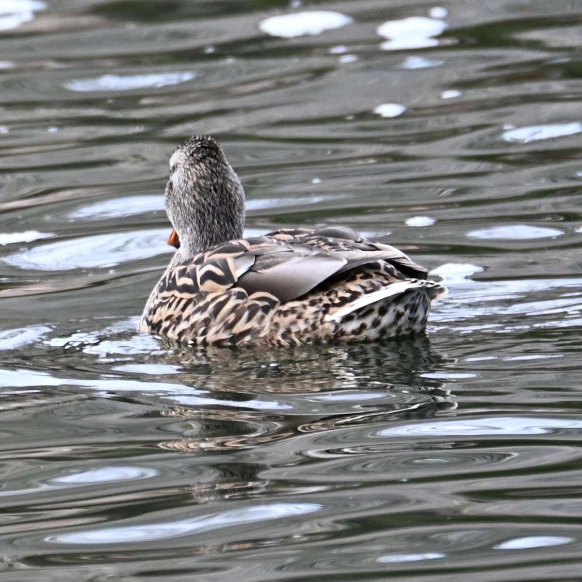 Mallard - ML652683790