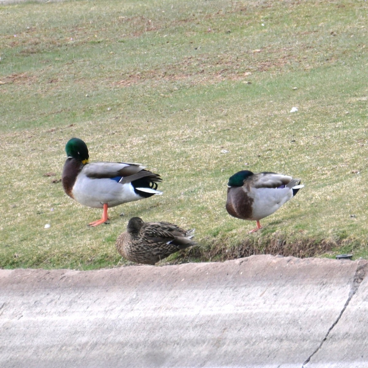 Mallard - ML652683791