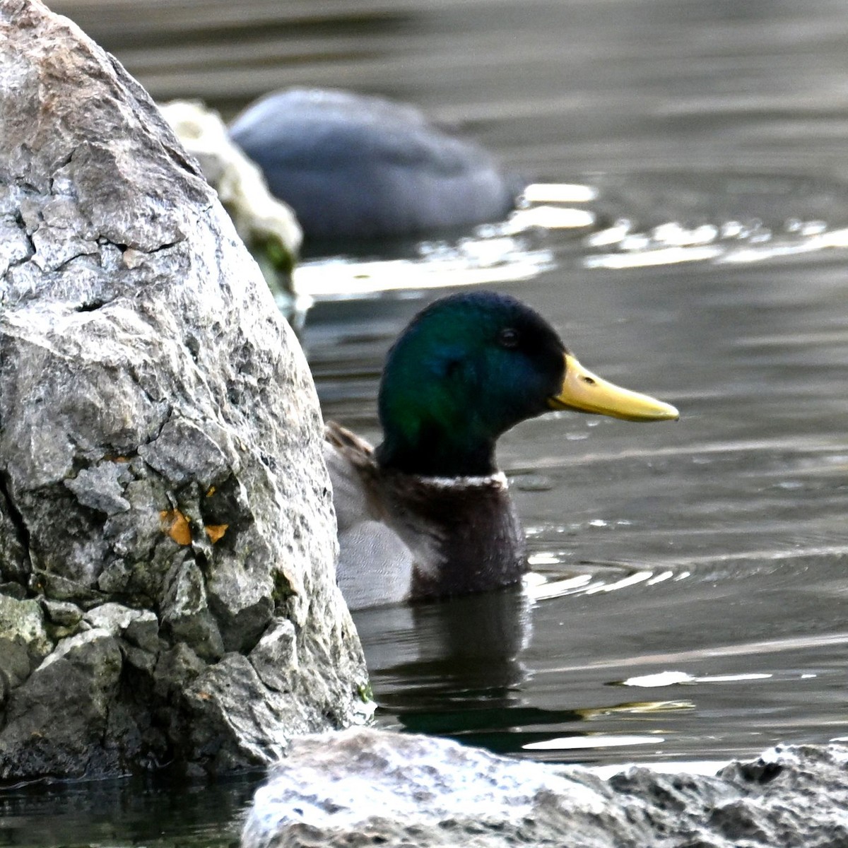 Mallard - ML652683792