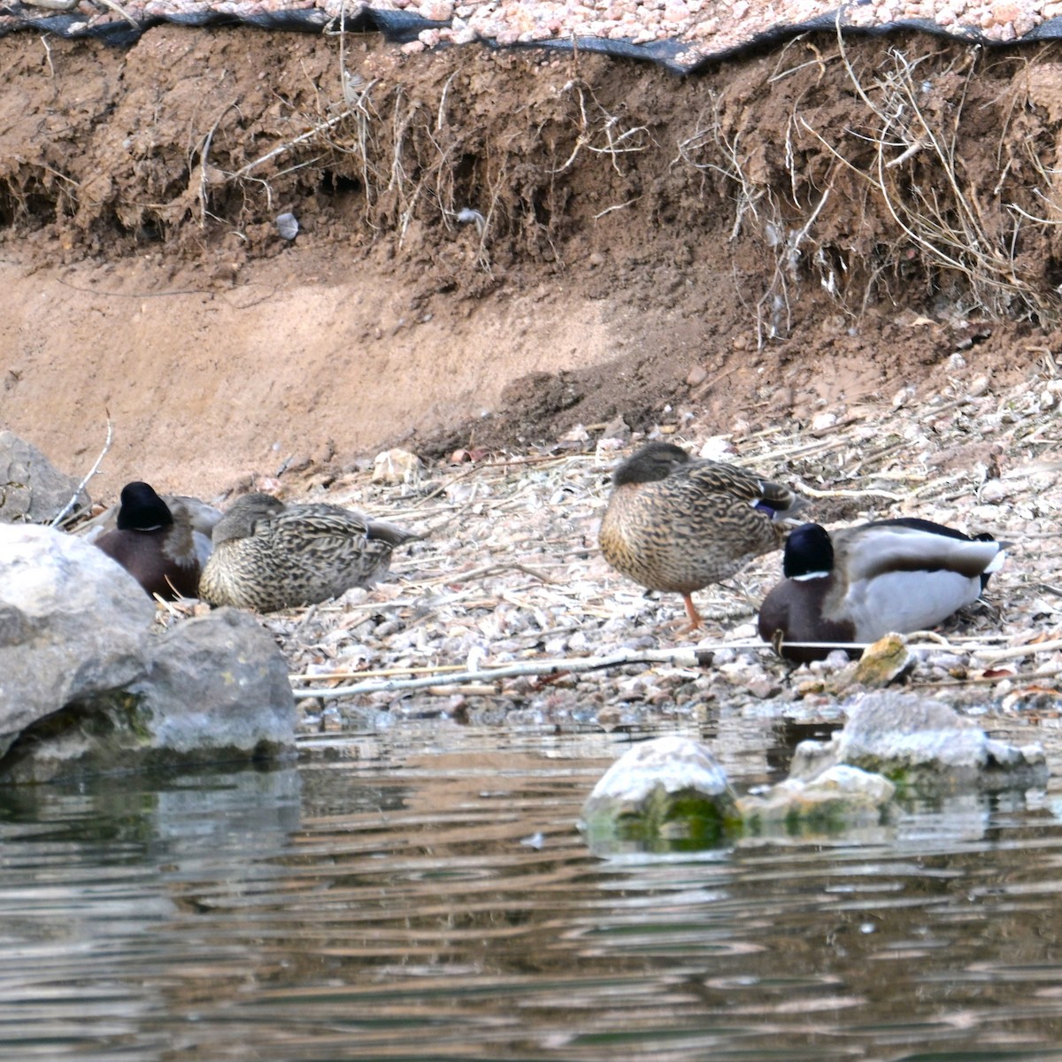 Mallard - ML652683794