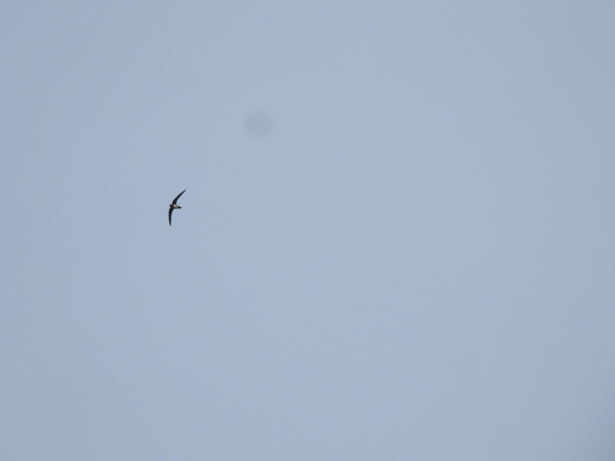 シロハラアマツバメ - ML652683801