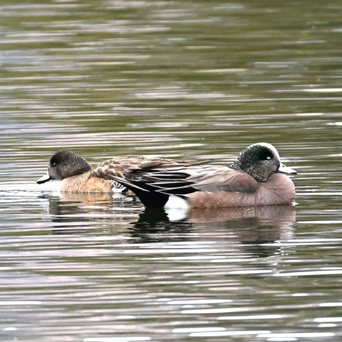 American Wigeon - ML652683854