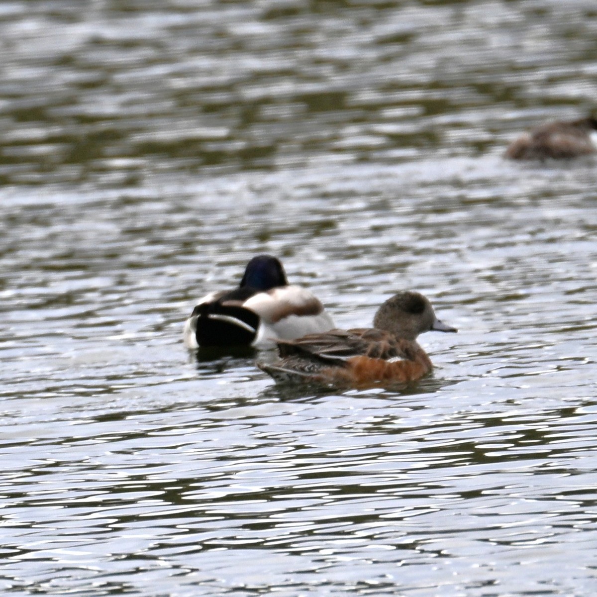 American Wigeon - ML652683857