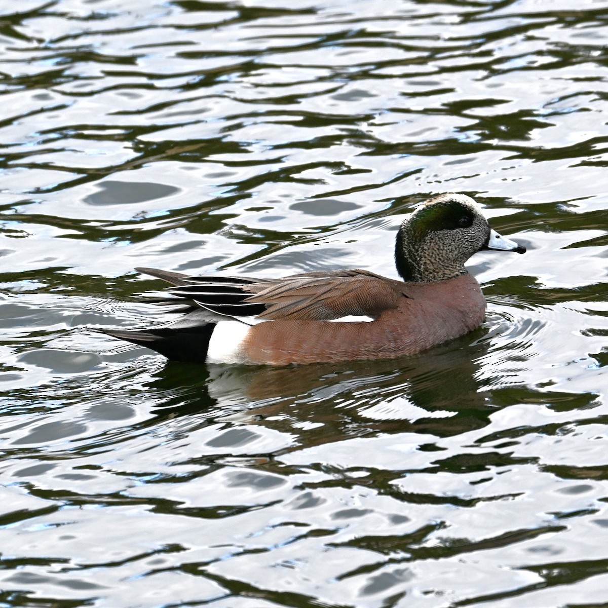 American Wigeon - ML652683861